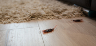 Почему тараканы у меня в квартире