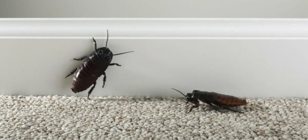 Узнайте, как выглядят черные тараканы и где их можно встретить
