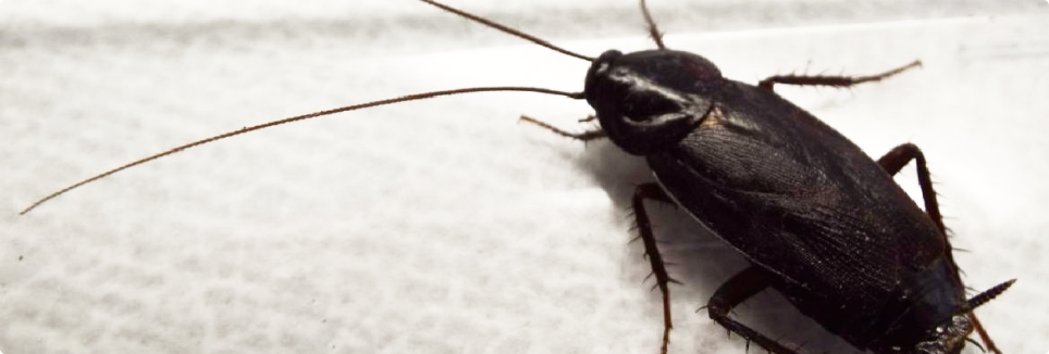 Как избавиться от черных тараканов в квартире: эффективные методы